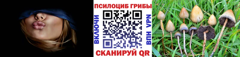 Псилоцибиновые грибы Psilocybe  закладки  Вельск 